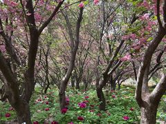-洛阳市隋唐城遗址植物园