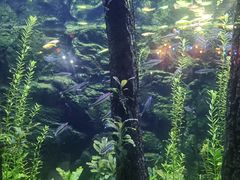 -大连圣亚海洋世界