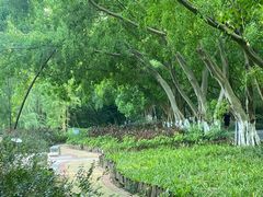 -番禺大夫山森林公园