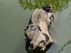 -迎江寺