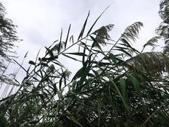 -南湖湿地公园