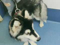 -宠颐生动物医院·心脏科·保险定点(锦阳分院)