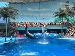 -海合安成都极地海洋公园