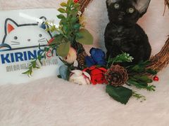 -十年猫舍·猫咪专门店(普陀店)