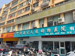 -天使宠物医院·犬猫分诊(彩虹店)