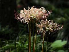 -白塘生态植物园