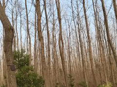 -合肥滨湖国家森林公园