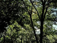 -长白岛森林公园