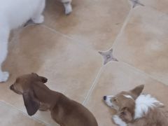 -Let's go狗咖·猫咖·奶狗·桌游(春熙路IFS店)
