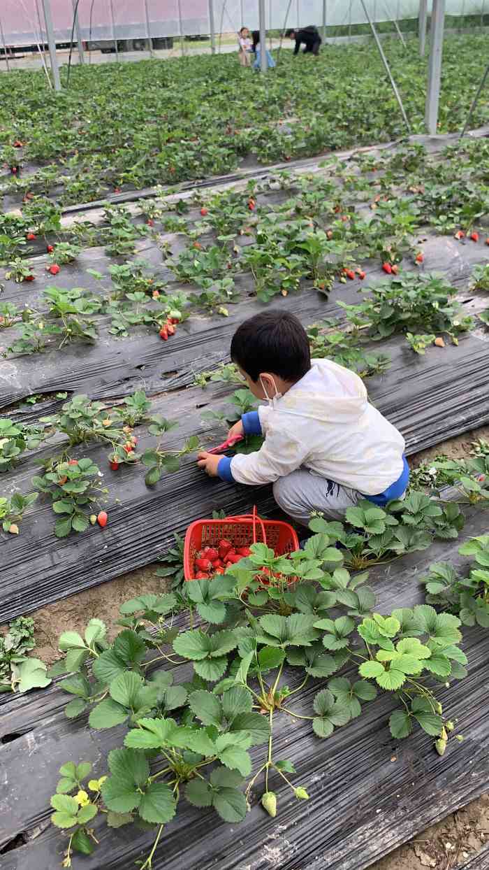小吴奶油草莓园-"环境:看了评论来的,地方不是很远,离市.