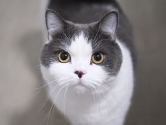 -FAELING PETS美天灵宠物(富力广场店)