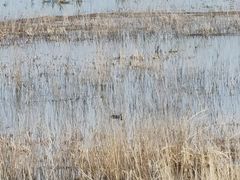 -野鸭湖国家湿地公园