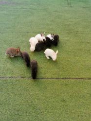 -萌宠亲子动物乐园(槐房万达店)