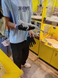 -神奇动物撸宠馆·羊驼·小浣熊·异宠(豫园店)