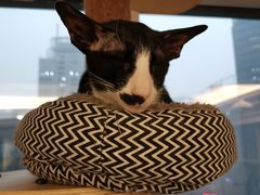 -米宠家·撸猫猫咖小萌宠·猫咪洗澡·猫咪寄养(高新大都荟店)