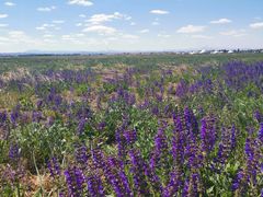 -敕勒川草原文化旅游区