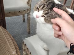 -共舞时光猫咖·狗咖(新街口店)