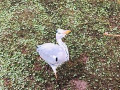 -普洱太阳河森林公园