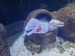 -石家庄海洋公园