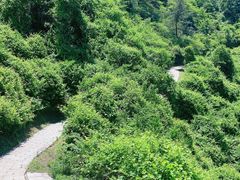 -金龙寺国家森林公园