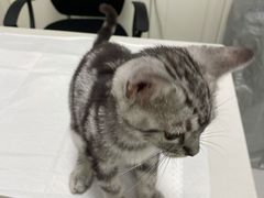 -可蒙动物医院·猫科·骨科中心(首义路店)