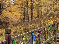 -莫尔道嘎国家森林公园