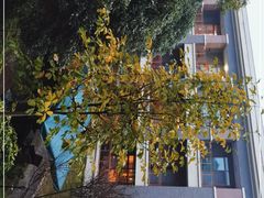 -成都安仁福朋喜来登酒店
