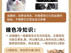 -翊宠yipet猫狗购宠庄园犬舍•猫舍