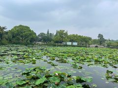 -无锡蠡湖国家湿地公园-蠡园