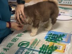 -瑞派宠物医院·24h·骨外科·皮肤科·全科宠物医疗转诊中心(沈阳浑南院)
