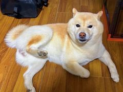 -佳雯宠物医院·皮肤科·内外科(春晓路分院)