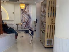 -共舞时光猫咖·狗咖(新街口店)