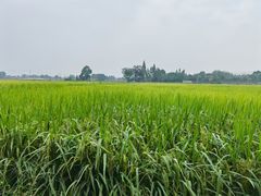 -桤木河湿地公园