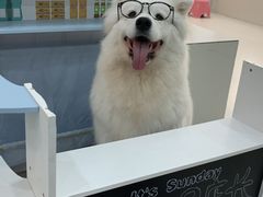 -汪说·狗咖·拼豆·宠物周边DIY(旺城大厦店)