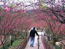 -南国桃园旅游度假区