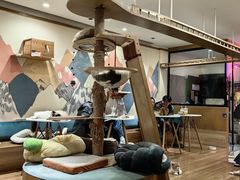 -滚猫咖啡·猫咖·猫友好撸猫(未来城店)