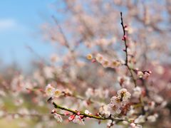 -花开海上生态园