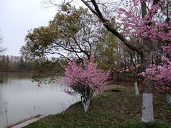 -上海海湾国家森林公园