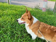 -宠福鑫康馨动物医院·骨科·眼科