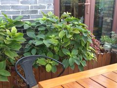 -IFIF 如果花園(宽厚里店)