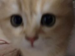-欣宠猫屋·矮脚拿破仑·蓝金金渐层