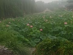 -莲池书院博物馆