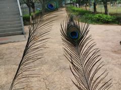 -东莞香市动物园