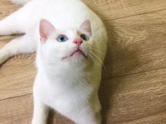 -芭比堂动物医院·犬猫全科·异宠专科(雁塔分院)
