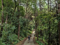 -铁山坪森林公园