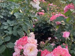 -人民公园(罗湖区)