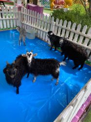 -萌宠亲子动物乐园(槐房万达店)