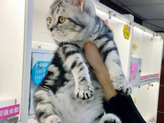 -lincat·猫舍(广州店)
