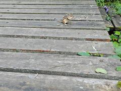 -五营国家森林公园