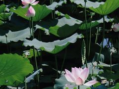 -荔湾湖公园